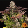 PURPLE PUCH X LEMON DRIZZLE STRAIN | BARNEY'S FARM | PHOTOPERIOD FEMALE CANNABIS SEEDS - Image 3