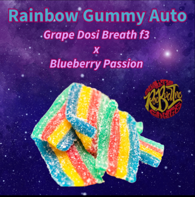 RAINBOW GUMMY | ROC BUD INC | AUTOFLOWER CANNABIS SEEDS FEMALE