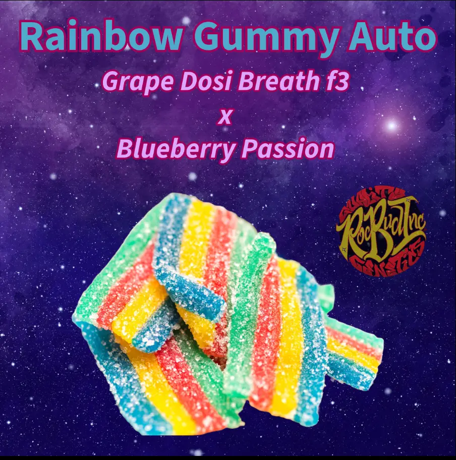Rainbow Gummy - Roc Bud Inc