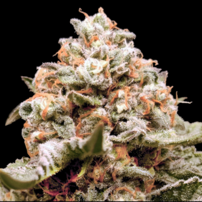 RAINBOW MINTS | 00 SEEDS | AUTOFLOWER CANNABIS SEEDS FEMALE