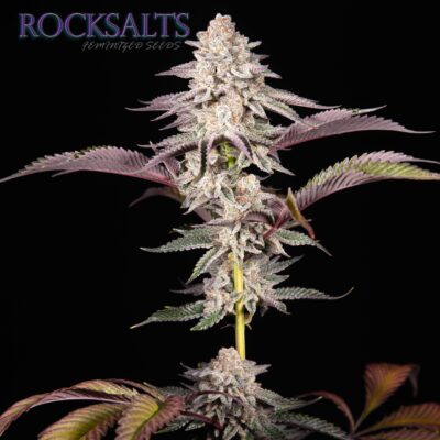 Rocksalts (F1) image