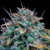 SAMSQUANCH OG | MEPHISTO GENETICS | AUTOFLOWER CANNABIS SEEDS FEMALE - Image 2