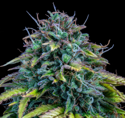 SAMSQUANCH OG | MEPHISTO GENETICS | AUTOFLOWER CANNABIS SEEDS FEMALE