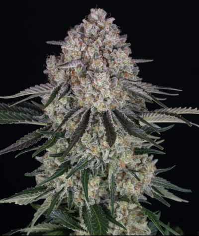 SOUR DIESEL | BARNEY'S FARM | AUTOFLOWER FEMALE CANNABIS SEEDS