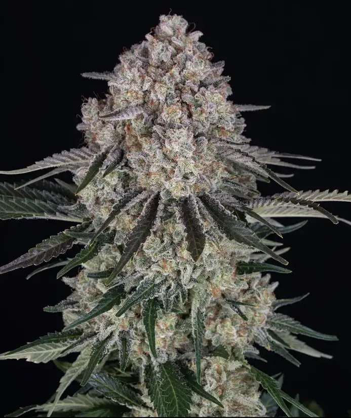 Sour Diesel image