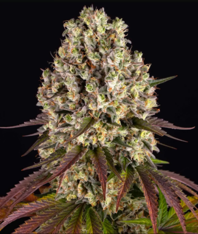 Sour Diesel image