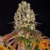 Sour Diesel image