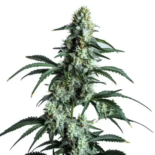 SOUR DIESEL  | BLIMBURN SEEDS | PHOTOPERIOD CANNABIS SEEDS FEMALE