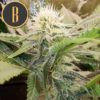 SOUR DIESEL  | BLIMBURN SEEDS | PHOTOPERIOD CANNABIS SEEDS FEMALE - Image 2