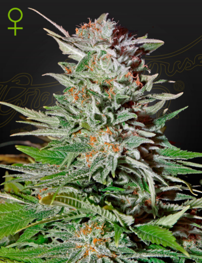 SUPER LEMON HAZE | GREEN HOUSE SEED CO | AUTOFLOWER CANNABIS SEEDS FEMALE