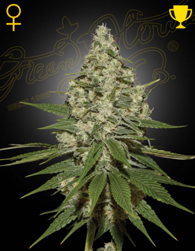 SUPER LEMON HAZE | GREEN HOUSE SEED CO | PHOTOPERIOD CANNABIS SEEDS FEMALE