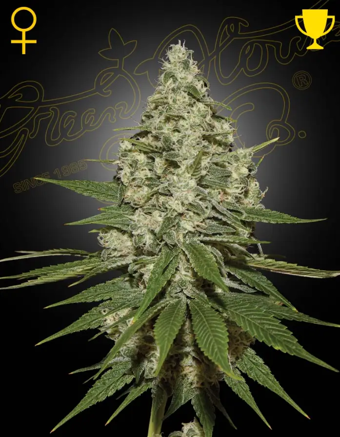 Super Lemon Haze image