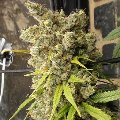 Super Malawi Haze cannabis image