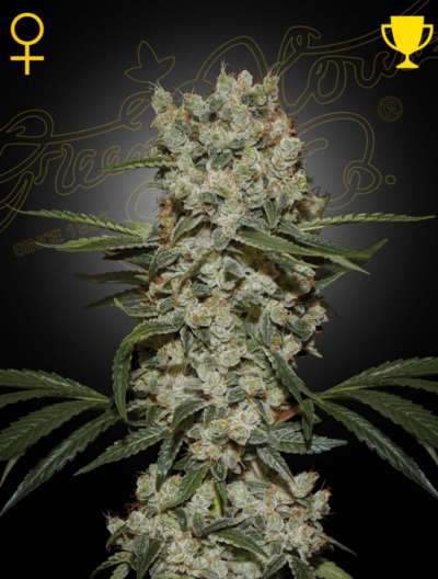 SUPER SILVER HAZE | GREEN HOUSE SEED CO | PHOTOPERIOD CANNABIS SEEDS FEMALE