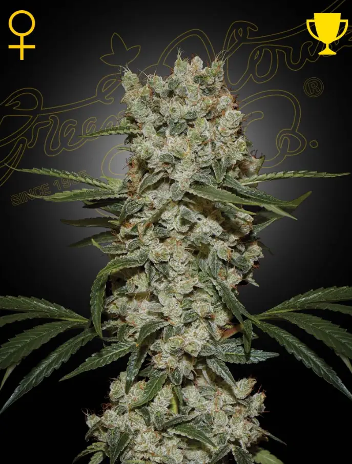 Super Silver Haze image