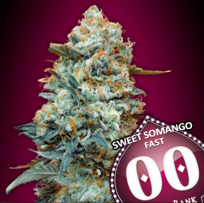 SWEET SOMANGO FAST | 00 SEEDS | PHOTOPERIOD CANNABIS SEEDS FEMALE