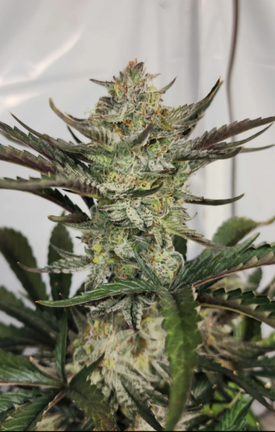 SWEET AND SOUR APPLE | ROC BUD INC | AUTOFLOWER CANNABIS SEEDS FEMALE