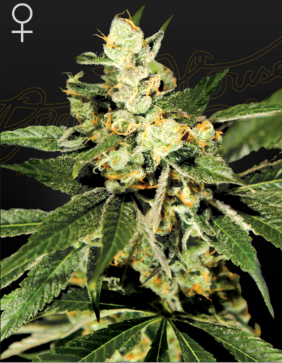 TRAINWRECK | GREEN HOUSE SEED CO | PHOTOPERIOD CANNABIS SEEDS FEMALE