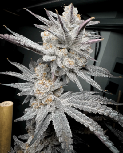 TRICH BEAST | SOLFIRE GARDENS | PHOTOPERIOD CANNABIS SEEDS FEMALE