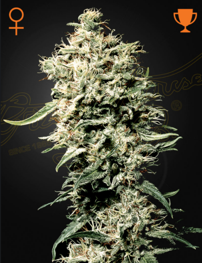 WHITE RHINO | GREEN HOUSE SEED CO | PHOTOPERIOD CANNABIS SEEDS FEMALE