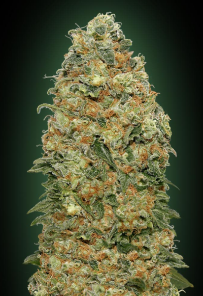 White Widow cannabis image