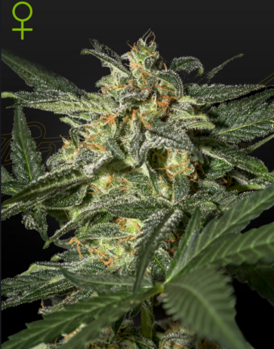 WHITE WIDOW | GREEN HOUSE SEED CO | AUTOFLOWER CANNABIS SEEDS FEMALE