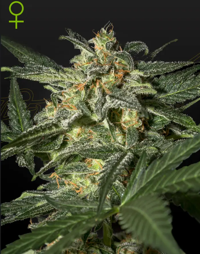 White Widow image