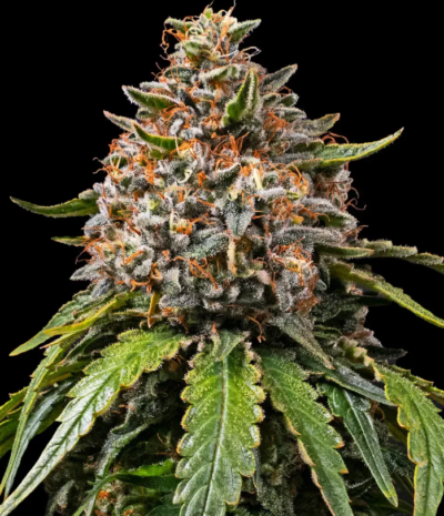 WHITE WIDOW XXL | BARNEY'S FARM | PHOTOPERIOD FEMALE CANNABIS SEEDS