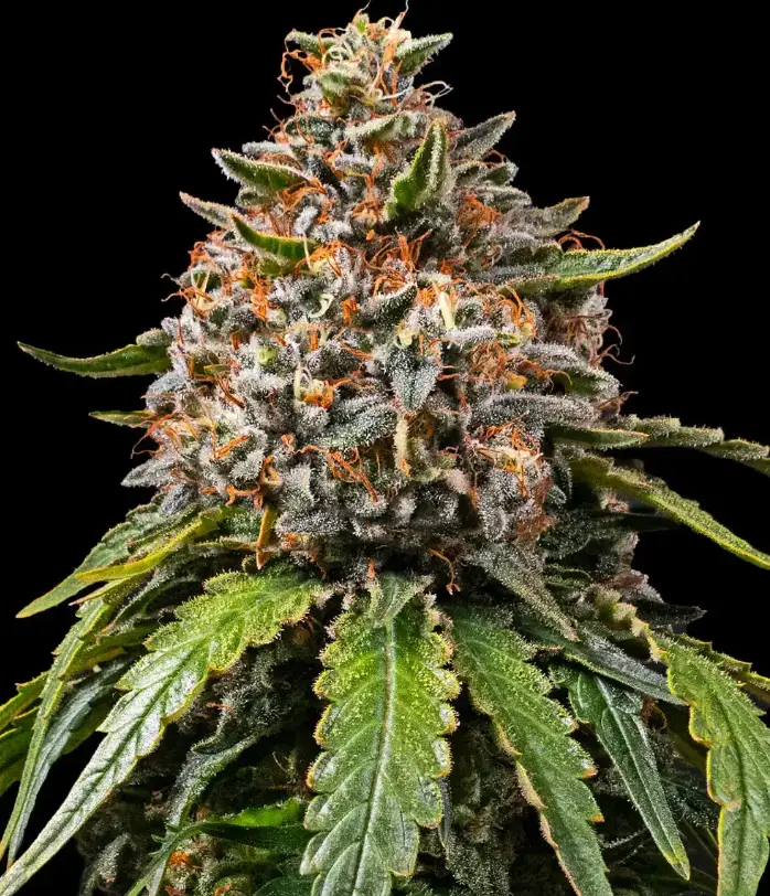 White Widow XXL image