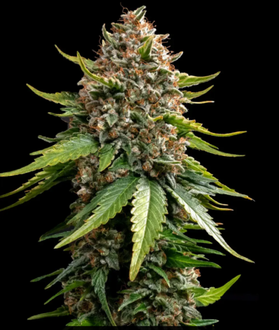 WHITE WIDOW XXL | BARNEY'S FARM | AUTOFLOWER FEMALE CANNABIS SEEDS