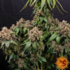 WHITE WIDOW XXL | BARNEY'S FARM | PHOTOPERIOD FEMALE CANNABIS SEEDS - Image 2