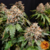 WHITE WIDOW XXL | BARNEY'S FARM | PHOTOPERIOD FEMALE CANNABIS SEEDS - Image 3