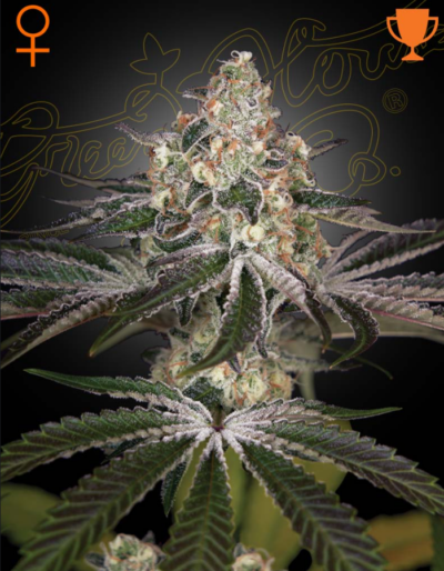 WHITE WIDOW | GREEN HOUSE SEED CO | PHOTOPERIOD CANNABIS SEEDS FEMALE