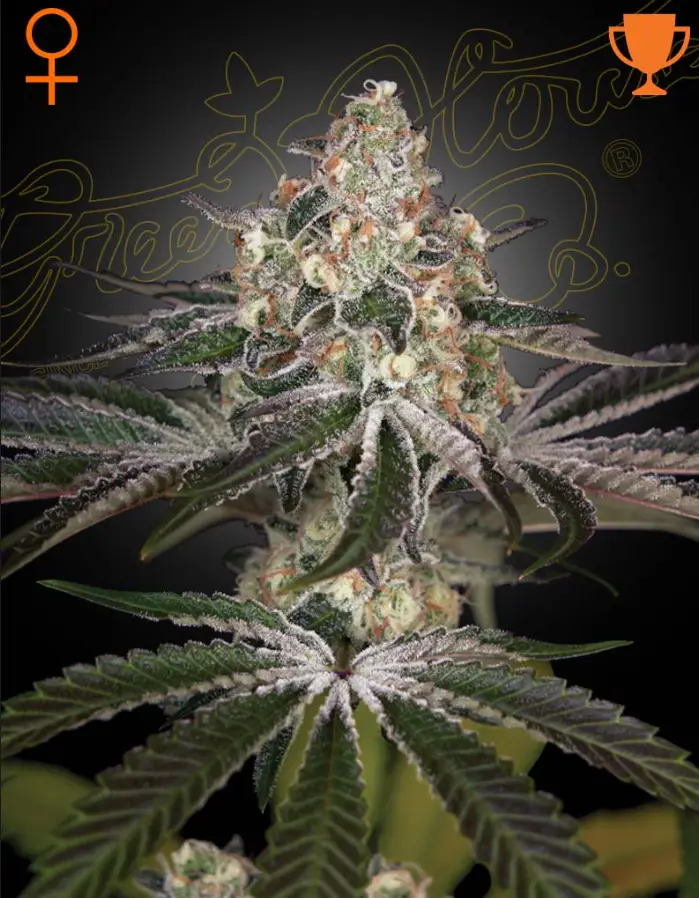 White Widow image