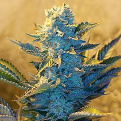 WHITE WIDOW | G13 LABS | PHOTOPERIOD CANNABIS SEEDS FEMALE