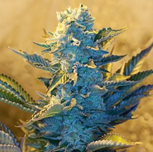 White Widow cannabis image