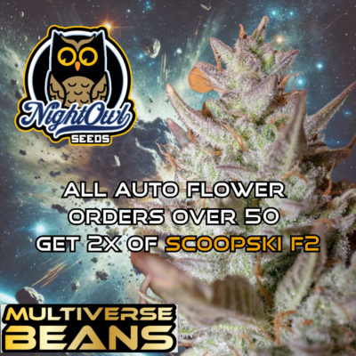 2x Scoopski F2 | Night Owl Seeds | Cannabis Seeds Auto Fem