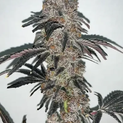 IN HOUSE GENETICS - COLT 45 STRAIN - FEM PHOTO