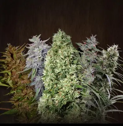 Ace Mix cannabis image