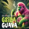 Gorilla Guava promo image