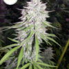 BANGI HAZE | ACE SEEDS | PHOTOPERIOD CANNABIS SEEDS REGULAR - Image 2