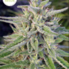 BANGI HAZE | ACE SEEDS | PHOTOPERIOD CANNABIS SEEDS REGULAR - Image 3