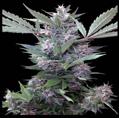 BUBBA KUSH X PCK | ACE SEEDS | PHOTOPERIOD CANNABIS SEEDS REGULAR