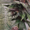 BUBBA KUSH X PCK | ACE SEEDS | PHOTOPERIOD CANNABIS SEEDS REGULAR - Image 3