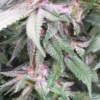 BUBBA KUSH X PCK | ACE SEEDS | PHOTOPERIOD CANNABIS SEEDS REGULAR - Image 2