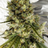 C5 HAZE X KALI CHINA | ACE SEEDS | PHOTOPERIOD CANNABIS SEEDS FEMALE - Image 4