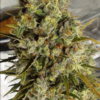 C5 HAZE X KALI CHINA | ACE SEEDS | PHOTOPERIOD CANNABIS SEEDS FEMALE - Image 3