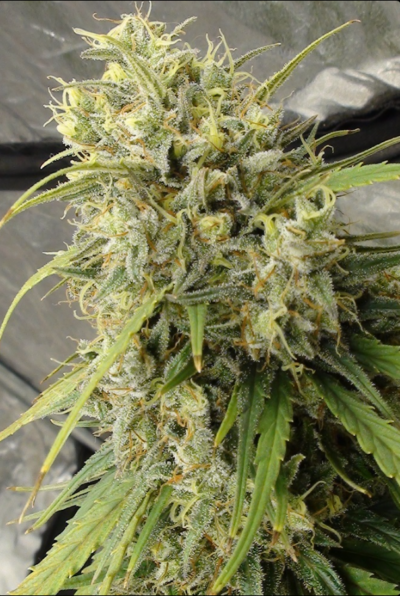 C5 HAZE X KALI CHINA | ACE SEEDS | PHOTOPERIOD CANNABIS SEEDS FEMALE