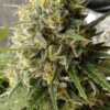 C5 HAZE X KALI CHINA | ACE SEEDS | PHOTOPERIOD CANNABIS SEEDS FEMALE - Image 2