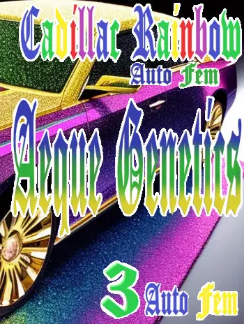 Cadillac Rainbow - Aeque